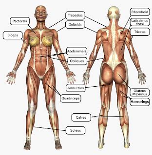 Muscles are found underneath of our skin, in some organs, and wrapped around all of our bones. Advanced Skills: Chapter 5