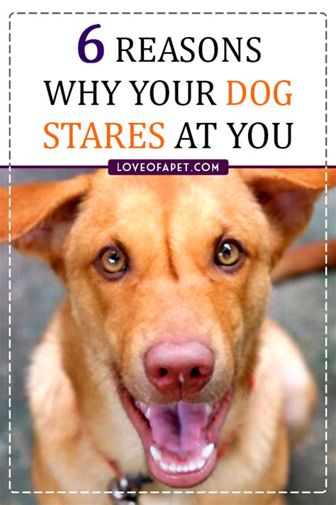This year due to the pandemic we had an extended period of it is almost september, and that means that wiki loves monuments is about to start! Why Does My Dog Stare at Me: 5 Reasons - Love Of A Pet in ...