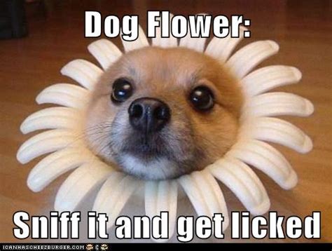 The bulbs are more toxic than the leaves and flowers. Dog Flower - I Has A Hotdog - Dog Pictures - Funny ...