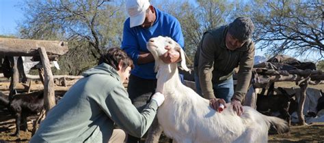 Aquéllas sujetas a los procedimientos establecidos en las disposiciones de sanidad animal, que desarrollan la secretaría o las personas físicas o morales, en. Se han visitado 17 localidades de la región serrana para ...