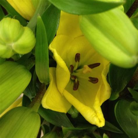 Buy online for click and collect or to get it deliveredvegepods are a great way to grow all year round. Yellow Lilies | Flower pictures, Yellow flowers, Lily