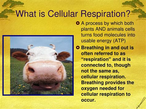 Cellular respiration is the metabolic process that occurs largely in the mitochondria of eukaryotes, whereby cells obtain energy from organic molecules. PPT - PHOTOSYNTHESIS AND CELLULAR RESPIRATION PowerPoint ...