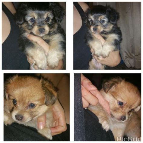 Look at pictures of puppies in tucson who need a home. Maltese Yorkie Puppies for Sale in Tucson, Arizona ...