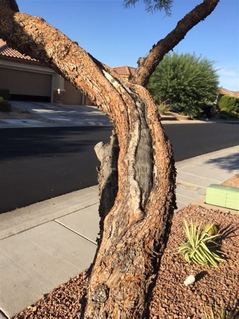 The usual problem with african sumac yellowing and leaf drop this time of year is a lack of water. Xtremehorticulture of the Desert: African Sumac Attacked ...