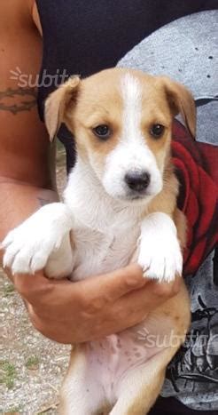 Letteralmente gettati nel giardino di un privato che ovviamente li sta accogliendo momentaneamente ma non può tenerli ecco 4 splendidi cuccioli di maremmano di circa 2 mesi, 3 femmine ed un maschietto cercano urgentemente casa. Cuccioli incrocio jack russel e pincher 🥇 | Posot Class