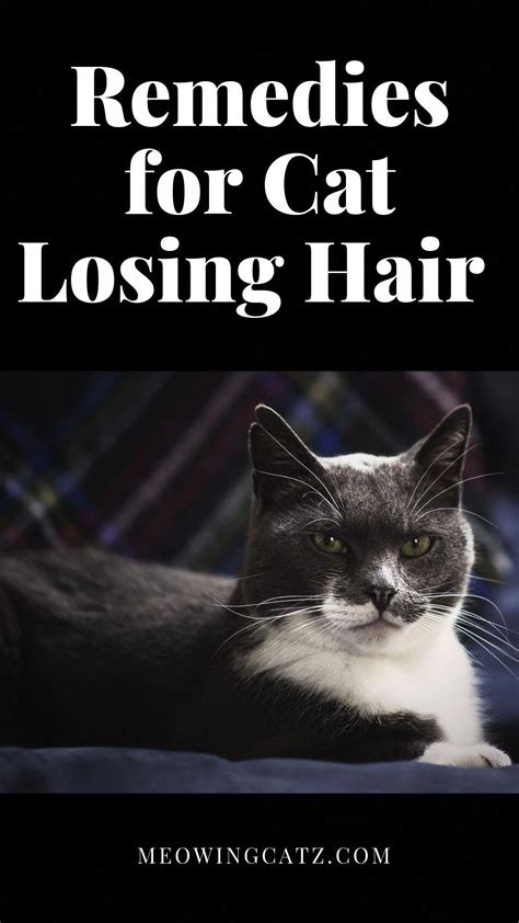 What is the treatment for hair loss? Remedies for Cat Losing Hair in 2020 | Cat hair loss, Lost ...