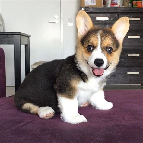 Cheap male & female corgi puppies for sale. Corgi Puppies For Sale | New York, NY #202835 | Petzlover