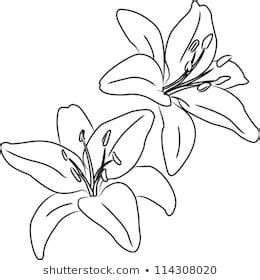 Outline the general shape of the plant. Outline of Lily Images, Stock Photos & Vectors ...