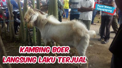 On which soil we stand on, that is where we carry the weight of the sky. KAMBING BOER JANTAN | MASUK PASAR LANGSUNG LAKU TERJUAL ...