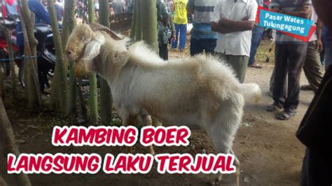 On which soil we stand on, that is where we carry the weight of the sky. KAMBING BOER JANTAN | MASUK PASAR LANGSUNG LAKU TERJUAL ...