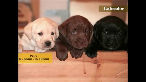 We offer highquality maltese puppies,rich selection at the cheapest rate within usa and canada. Pomeranian Dog Price In Kerala Kollam