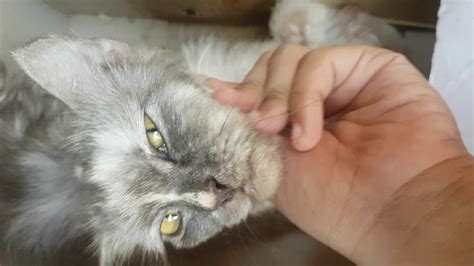 Write a letter to your cat. Cat giving birth 5 cute baby cat - YouTube