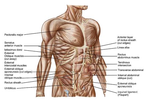When you think of abs, what muscle do you typically think of? Anatomy Of Human Abdominal Muscles Digital Art by ...