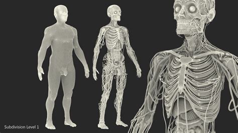 Sensory nerves provide the feeling of hot, cold, pain, etc. Torso Anatomy Diagram : Anatomy System - Human Body ...