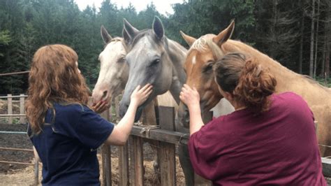 L'essentiel le compagnon d'elisa pilarski, tuée par son chien curtis en novembre 2019, a été mis en examen pour homicide involontaire. usa-ferme-viol-animaux-1 | The Holidog Times
