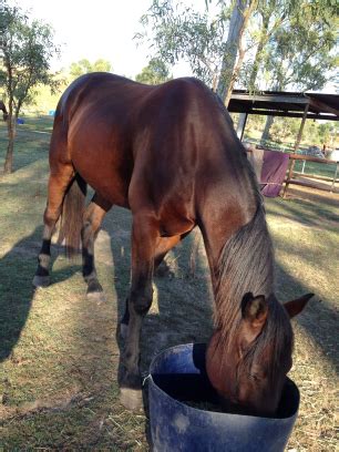 What You Don't Know About Worming Can Kill Your Horse!