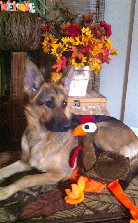 . nuestras fa milias un feliz día de acción de gracias. #SULLI #GSD HAPPY THANKSGIVING !!! | Pet holiday, Shepherd ...