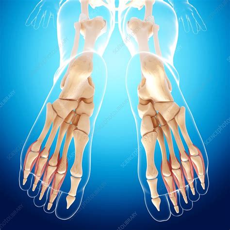 The quadriceps muscle attachment points. Human leg bones, artwork - Stock Image - F007/9961 ...