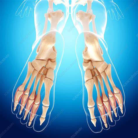 The quadriceps muscle attachment points. Human leg bones, artwork - Stock Image - F007/9961 ...