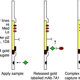 Lateral flow testing (lft) is one of the ways that we can help keep ourselves and others safe and to prevent the spread of coronavirus. Comparison of lateral flow test results and ELISA. The ...