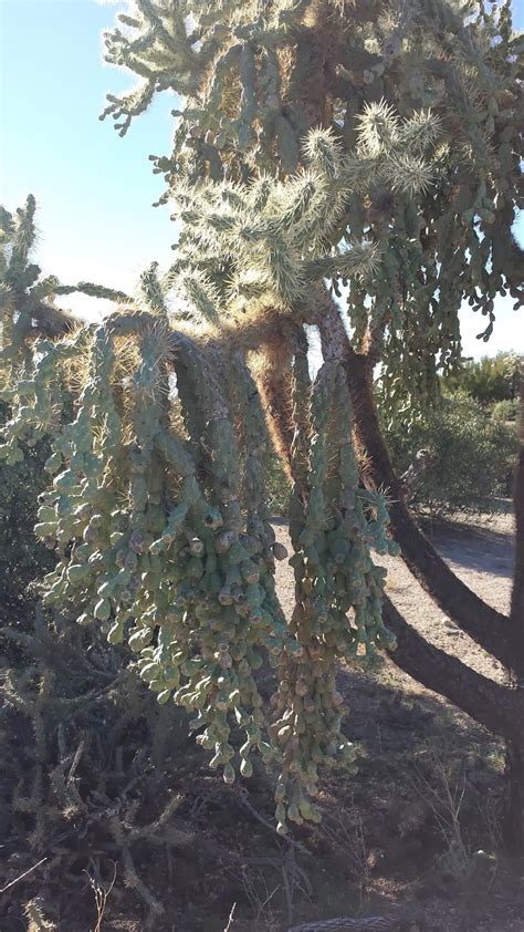 Squeezed into a small space. The Mermaid's Tale: Why do cholla cacti use torture?