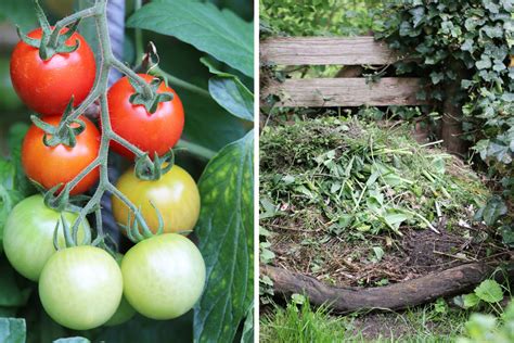 Sie brauchen für eine gesunde entwicklung viele nährstoffe. Tomaten düngen - wie oft? Empfehlungen für Tomatendünger ...