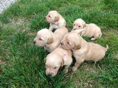 Mom on site and dad local. Cute AKC Registered Golden Retriever Puppies for Sale in ...