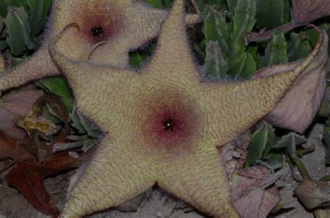 They are undemanding, what can evidence their habitat. Starfish Cactus in Bloom | Rice Canyon Demonstration Gardens