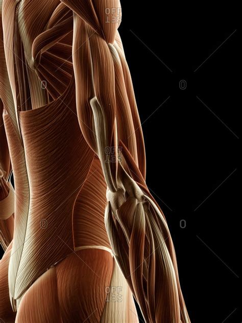 The following tables list some specific muscles in the human body by region of the body with links to pages about the specific muscles and/or pages that. Digital illustration of a side view of right human arm ...