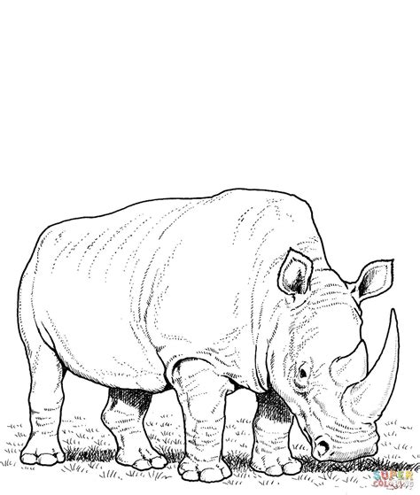 Does he demand frequent trips to the zoo? White Rhino Eating Grass coloring page | Free Printable Coloring Pages (With images) | Rhino art ...