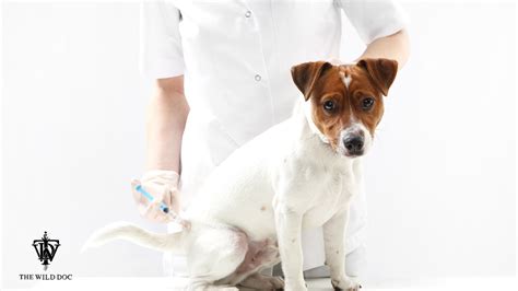 Hong kong is the world's fourth. China Rabies Vaccine Manufacturer Caught Lying About the ...