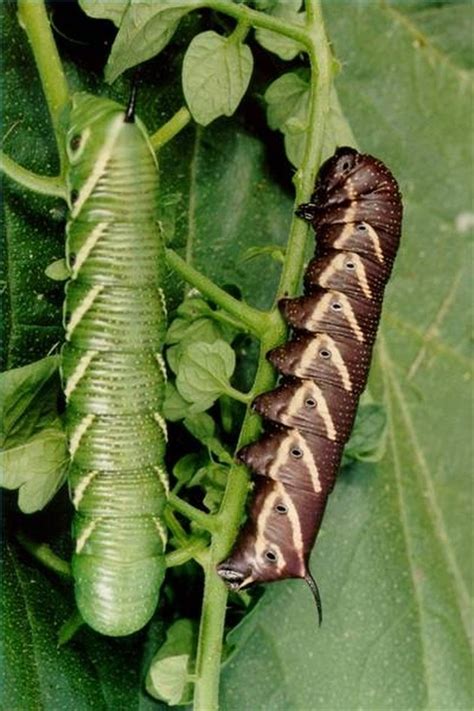 Tiny black eulophid wasps eat asparagus beetle eggs in the spring and then later in the season lay their own eggs inside of the beetle eggs. How to Get Rid of Caterpillars in a Vegetable Garden | Hunker