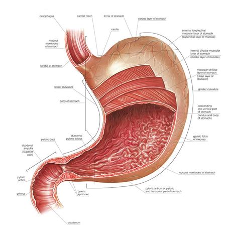 Within this quadrant, you'll find the right portion of the. Stomach Anatomy Photograph by Asklepios Medical Atlas