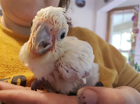 Along with the psittacoidea (true parrots) and the strigopoidea (large new zealand parrots), they make up the order psittaciformes. Goffin Cockatoo #182838 for sale in coupeville, WA