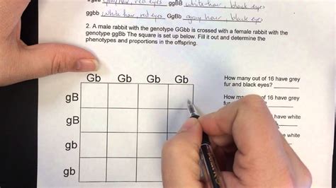 A woman who can touch her tongue to her nose is crossed with a man with the genotype tt. Bestseller: Chapter 10 Dihybrid Cross Worksheet Answers Key