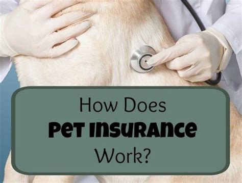 Elective or farmers pet has an excellent reputation regarding their claims processing. How Does Pet Insurance Work? - DogVills | Pet insurance ...