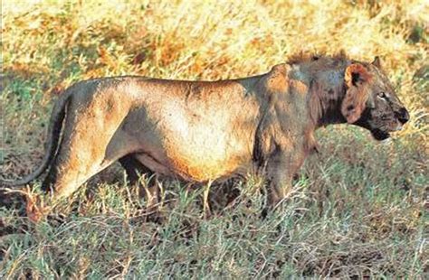 Los leones de tsavo pertenecen a una subespecie más grande, en la que los machos no poseen melena, como se ve en la imagen patterson, ingeniero militar nacido en irlanda, narraría su historia en los devoradores de hombres de tsavo (1907), el relato más notable del que. Los de abajo a la izquierda: Estudio realizado por ...