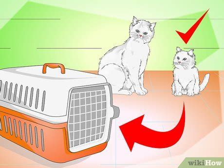 Please call during our normal business hours to schedule your next visit with your regular or first available veterinarian. How to Get a Cat Into a Pet Carrier: 12 Steps (with Pictures)