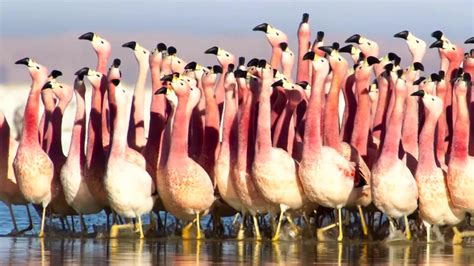 11:00 bbc world news (12+). Flamboyant Flamingo Mating Dance | Watch Planet Earth II ...