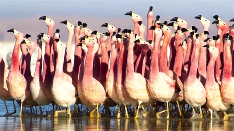 Channel description of bbc news: Flamboyant Flamingo Mating Dance | Watch Planet Earth II ...