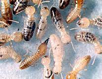 If you're battling a pest infestation like rodents, centipedes, or termites kilauea pest control can help. Pest Control Services North Shore | Pest Control Services ...