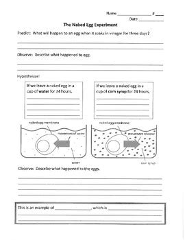 In this experiment, i further explored eggs being observed under osmosis using shell less or decalcified eggs and putting them under different solutions of water, it shows how. Osmosis- Naked Egg by Joan Barnes | Teachers Pay Teachers