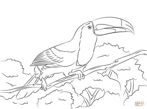 The toucan coloring pages also available in pdf file that you can download for free. Toucan coloring, Download Toucan coloring for free 2019