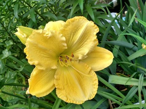 Check spelling or type a new query. Past Plants of the Day forum→Daylily of the Day: Solar ...