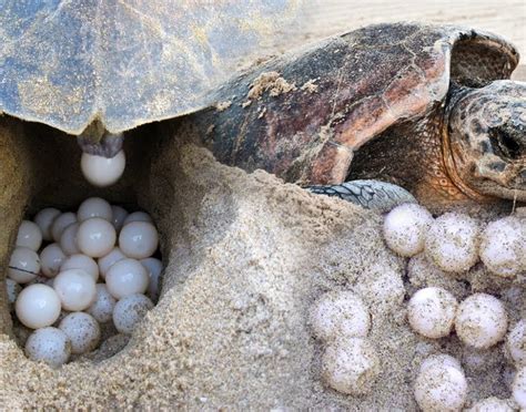 There are 1597 turtle for sale for sale on etsy, and they cost 18,30 $ on average. Terengganu to ban sale of turtle eggs