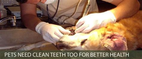 Good dental hygeine and proper treatment of dental problems is just as important for cats & dogs as it is for humans. Low Cost Dog Dental Care San Diego - Find Local Dentist ...