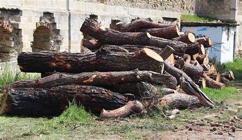 Kültür ve turizm bakanlığı, 'go türkiye' isimli hesabından 'ben. Turizm Bakanlığı'na devredilen arazide ağaç katliamı- Artı ...