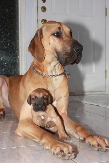 People who often go to the zoo even have their favourite animals there. These Dog Moms Cuddling Their Puppies Will Give You All ...