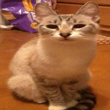 Manx - Gretta - Small - Adult - Female - Cat for Sale in ...