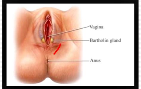 Having a close look at the anatomy of the female reproductive system, ingrown hairs do not actually form on the vagina. Bartholin cyst or not? graphic. TMI with pic. - BabyCenter